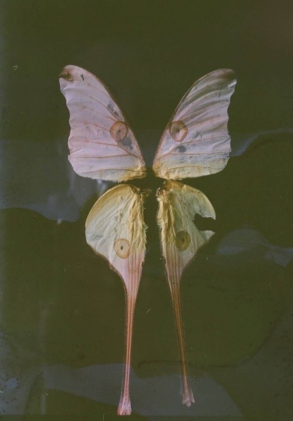 A luna moth, wings open